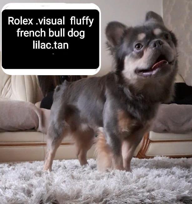 🩵😍Full visual fluffy French bulldog😍🩵