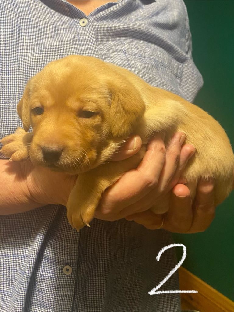 Cinnamon Labrador puppies for sale