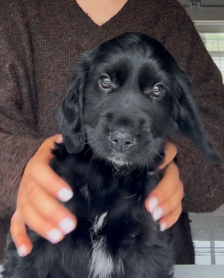 Puppy for sale