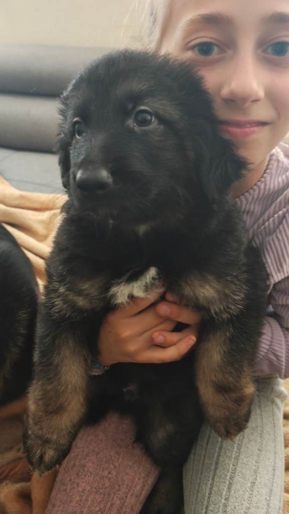 German shepherd pups for sale