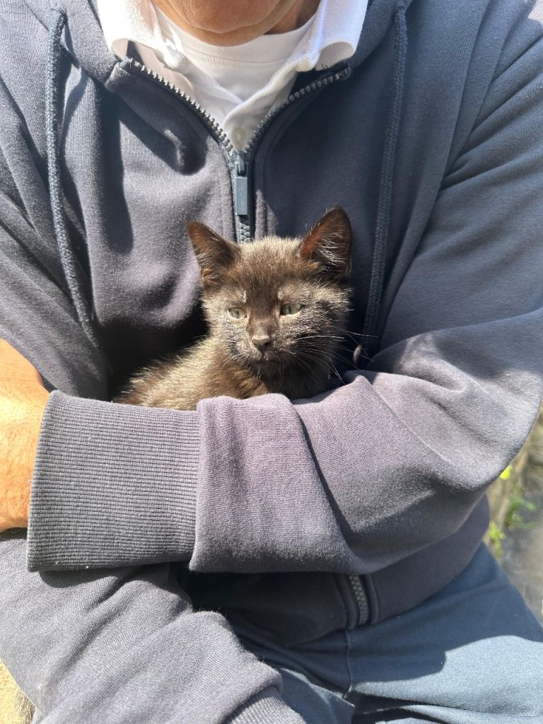 Kitten 