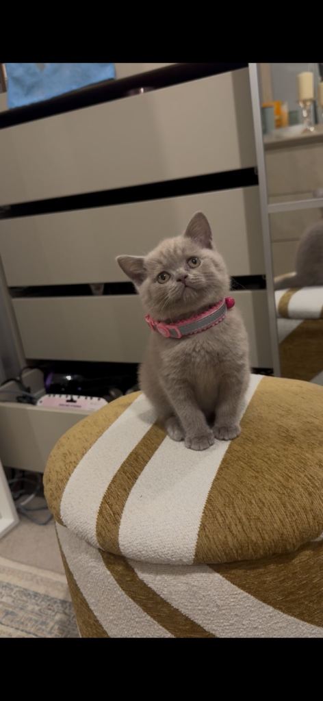 Kitten British short hair