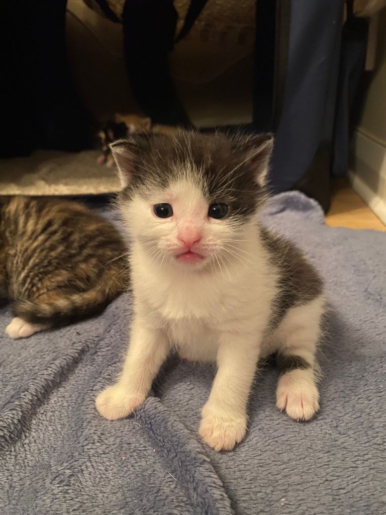 4 kittens looking for forever homes. 