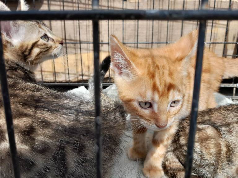 Mixed Bengal Kittens 