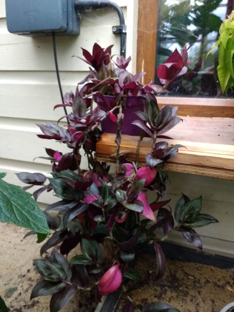 Tradescantia plants