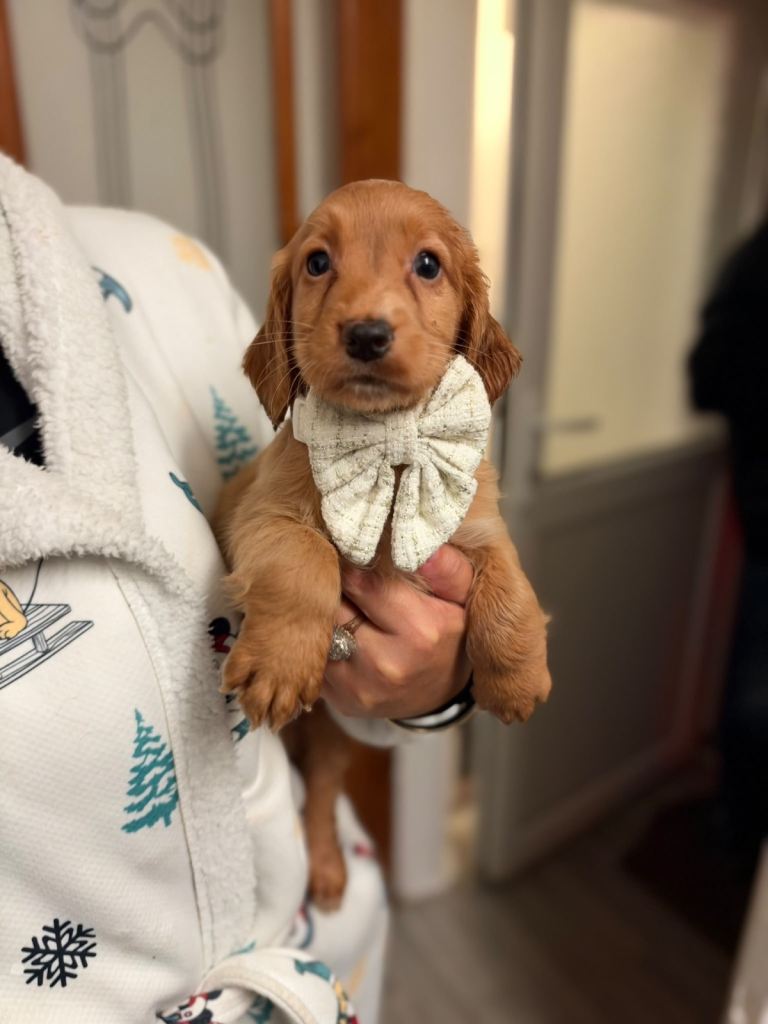 Cocker Spaniel puppies READY TO LEAVE