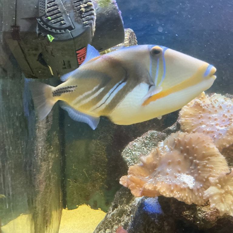 Marine Picasso Triggerfish & Blue Triggerfish 