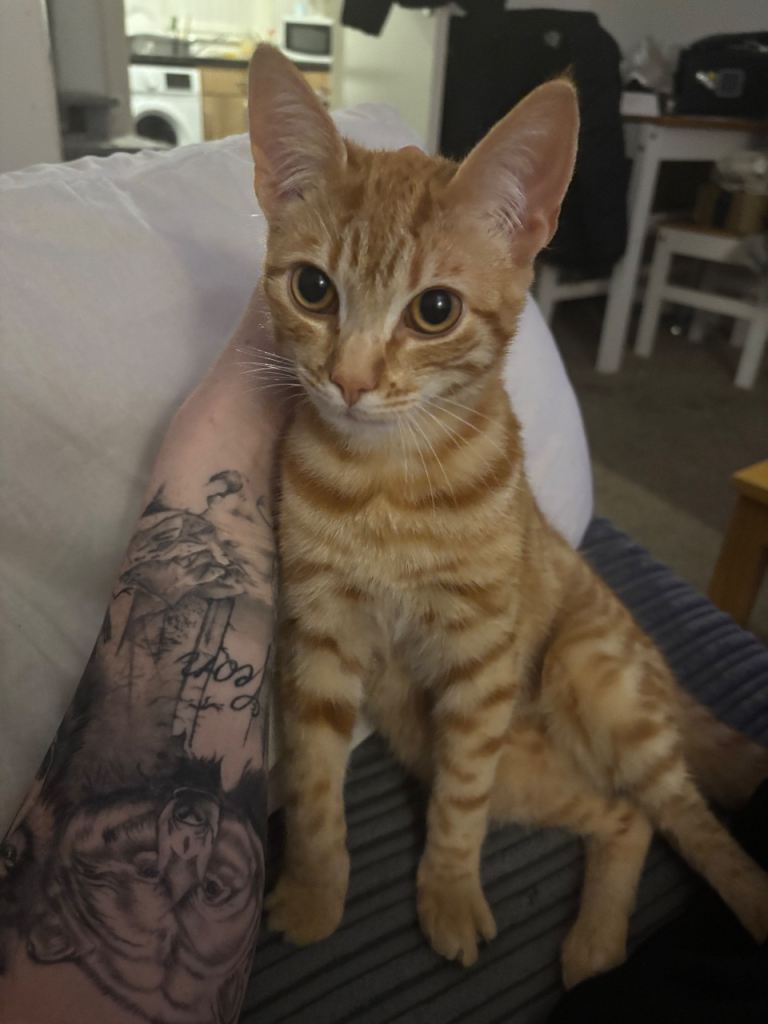 2 male bengal cross kittens 
