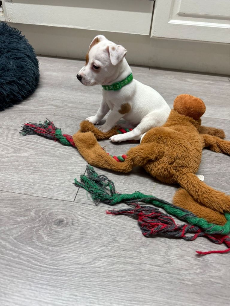 8 Week Old Jack Russel Puppies 