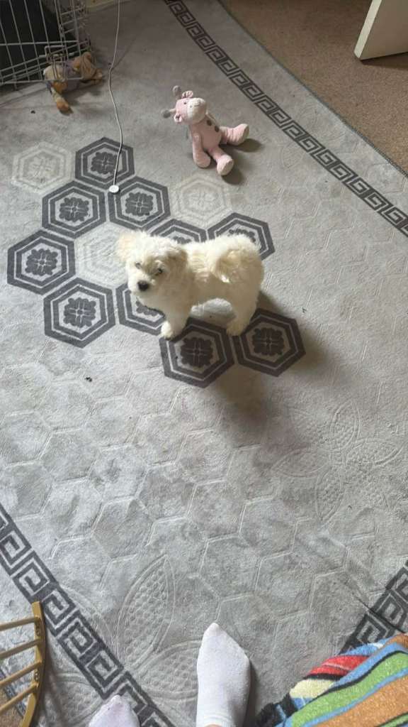 3 beautifuls puppy Bichon Maltese- 1 boy available 
