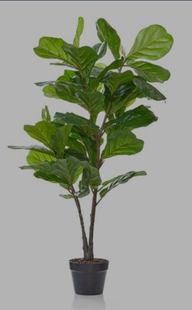 Fiddle leaf tree plant