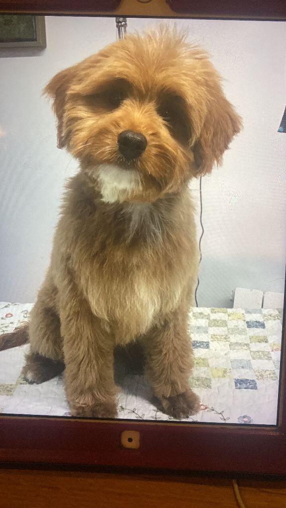 Rare toy Bernedoodle’s for rehoming 