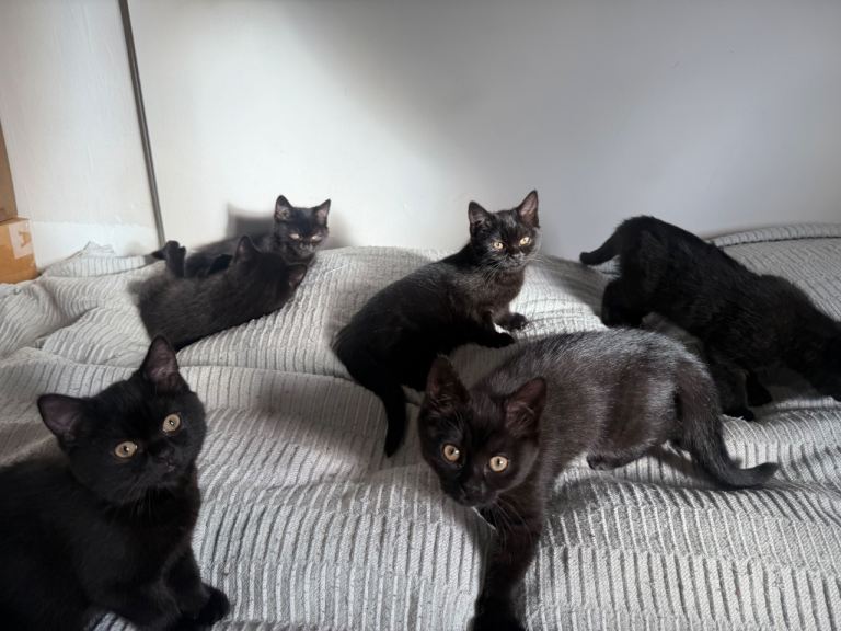 Adorable fluffy black kittens ready to go to loving home