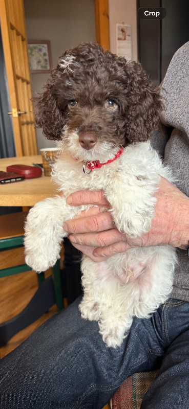 F1b American Cockapoo 