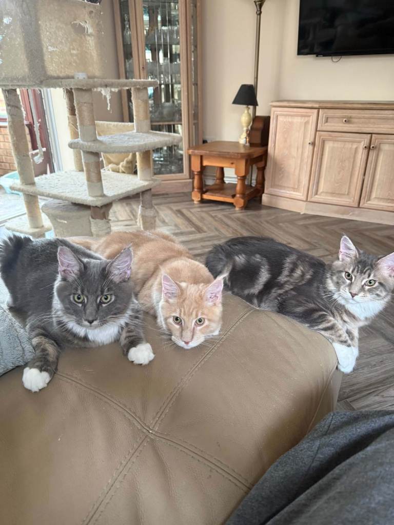 Large Maine Coon Kittens Cambridgeshire 