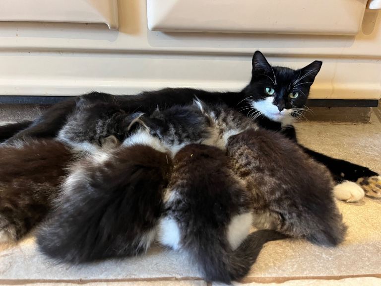 4 farm kittens for sale 