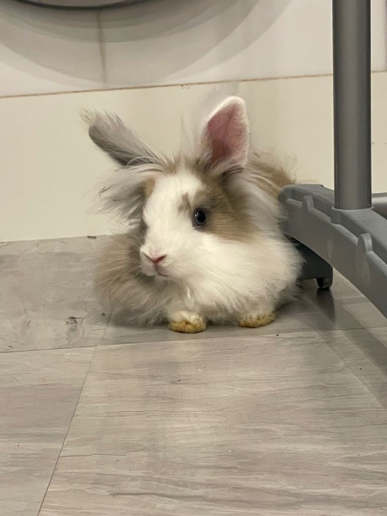 2 boys 2 girls Baby rabbits Lion head 