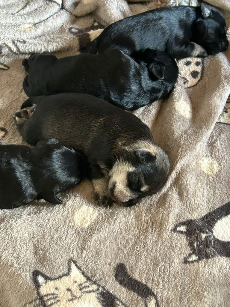 Miniture schnauzer pups 4 gairls 2 boys 