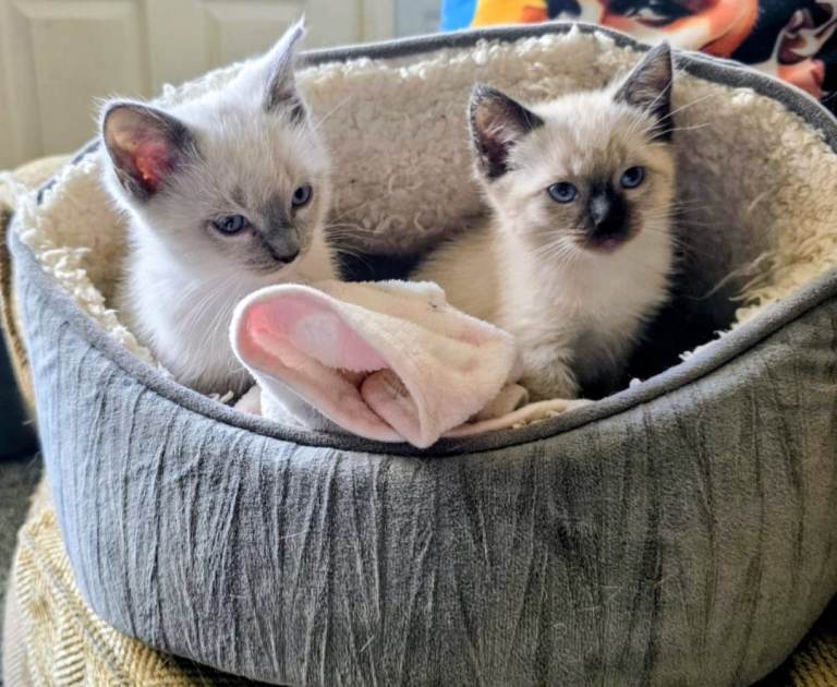 Female Ragdoll Kitten