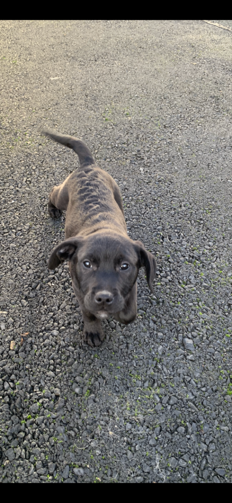 Staffordshire bull terrier x lab pups