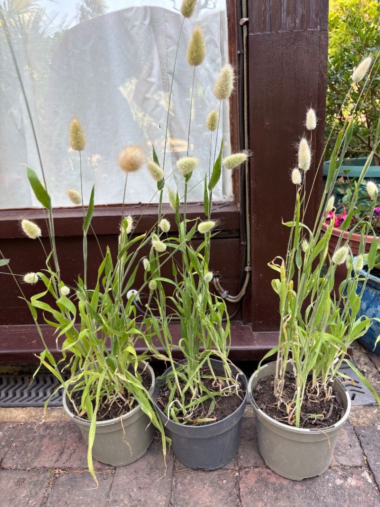 Garden plants: Bunny tail grass (Lagurus ovatus) £6 each. Fulham