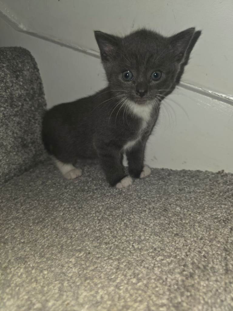 3 kittens for sale 