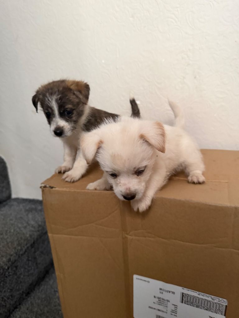 Jack Russell puppies