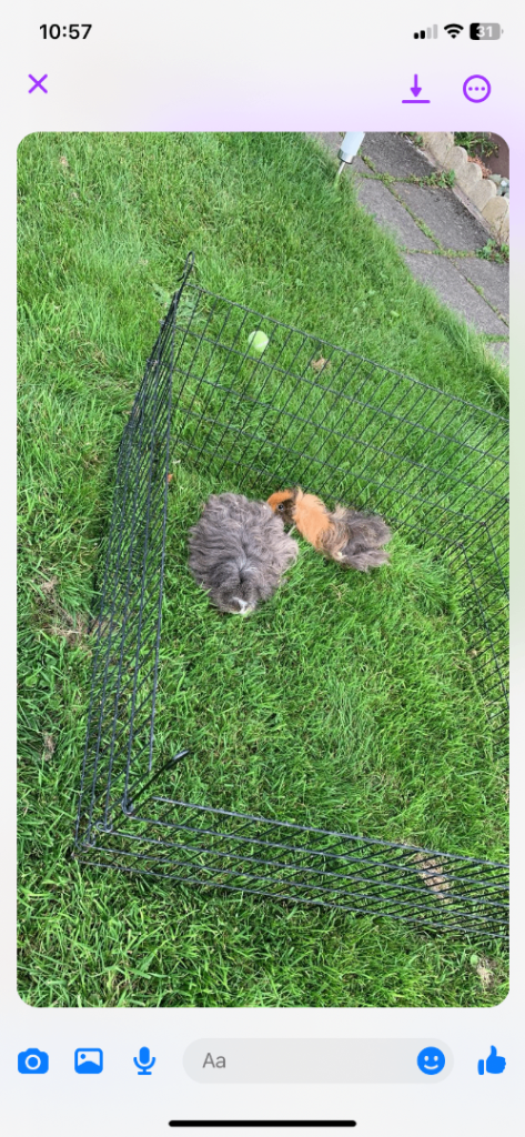 Guinea pigs for sale