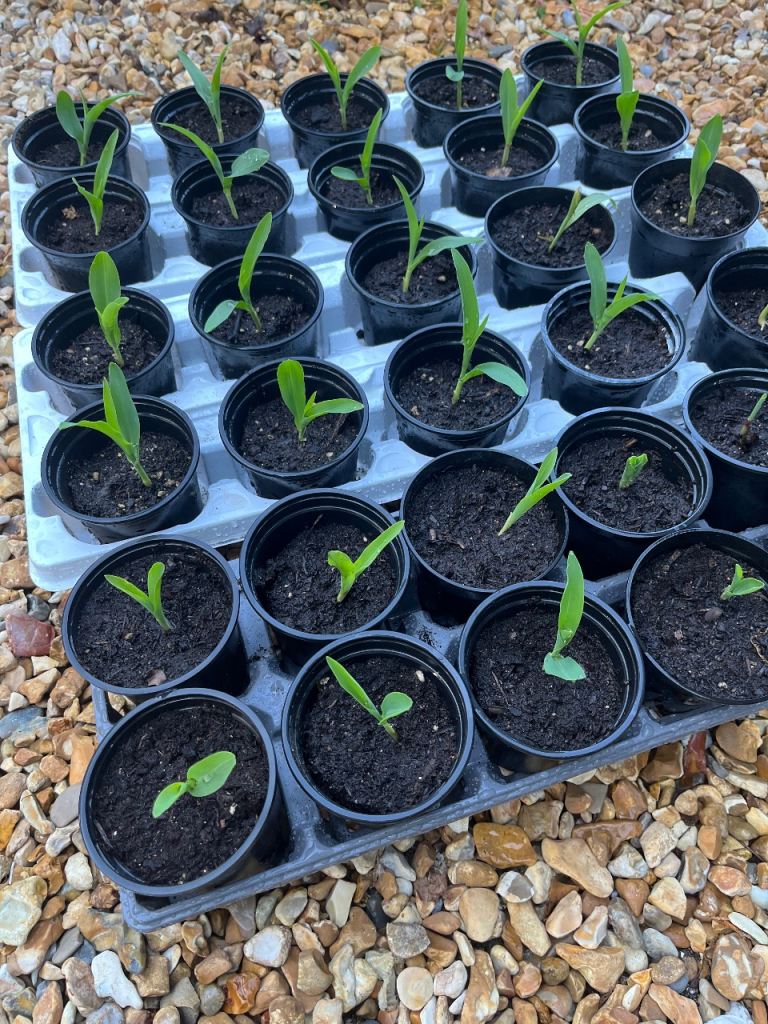 Sweetcorn runner beans  broad beans  50p