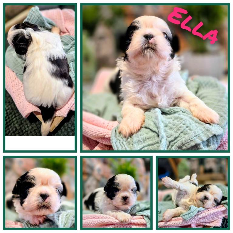 🐾 Beautiful Shih Tzu Puppies Available 🐾