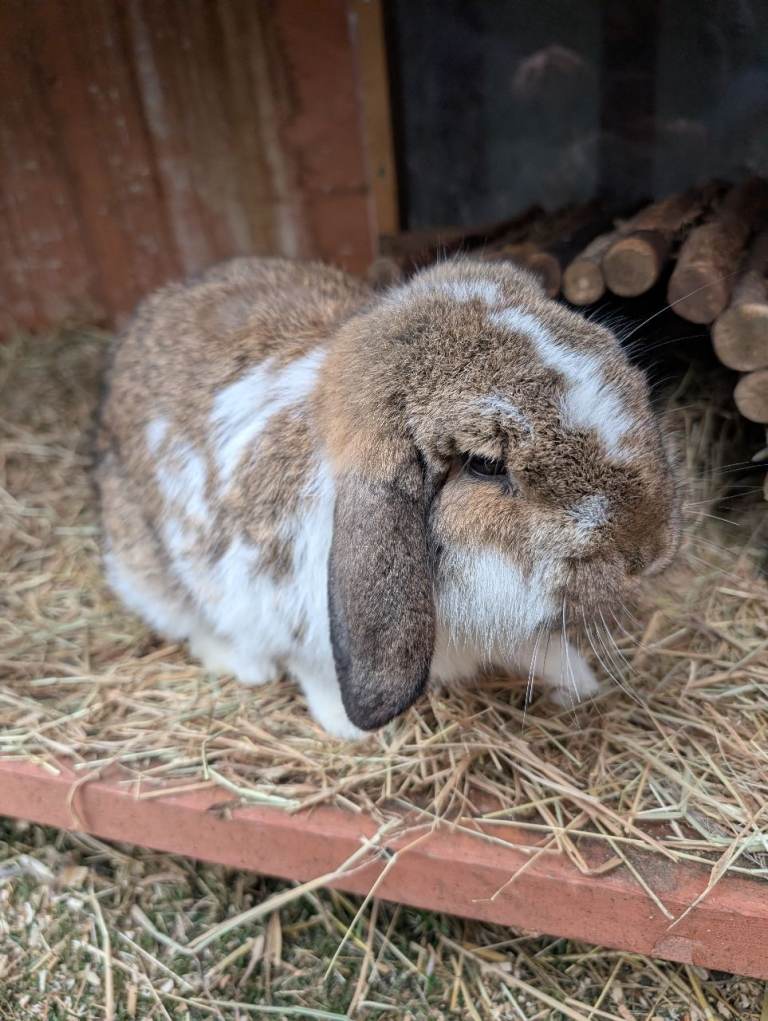 Mini lop buck