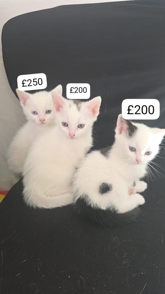 Female Khao Manee kittens 