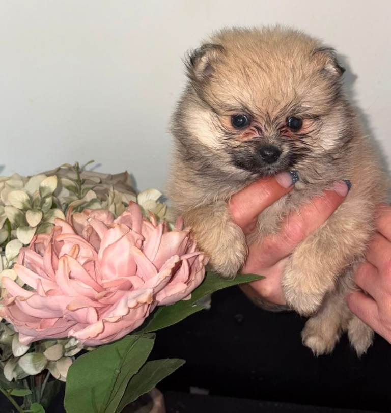 Pomeranian puppies 