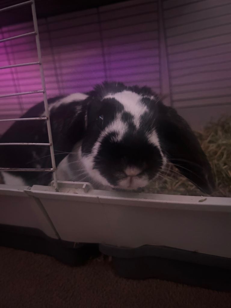 Female lop rabbit 