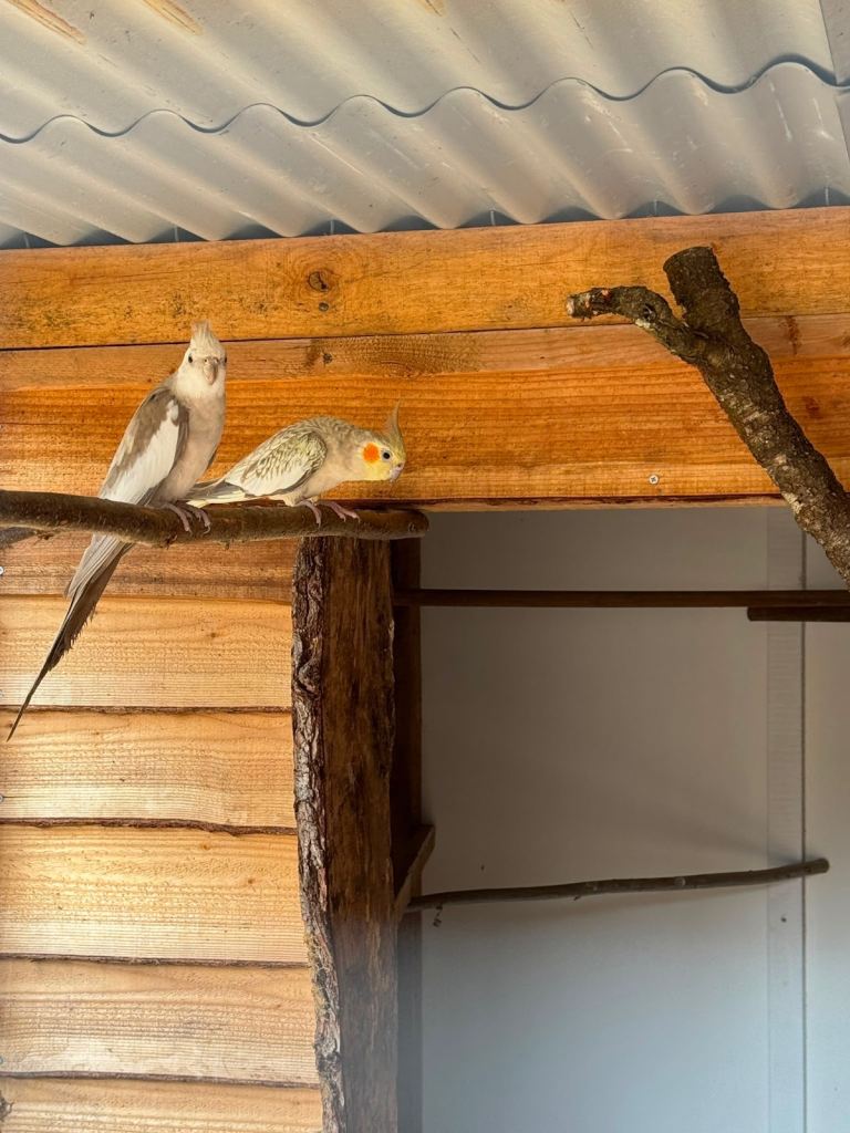 Cockatiels