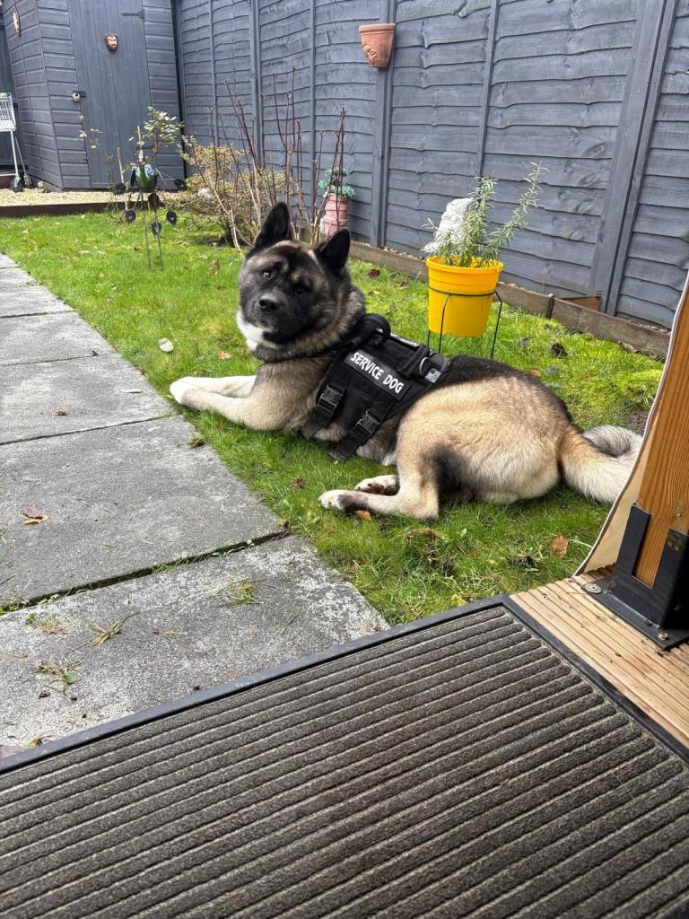 Male American Akita 2years old 