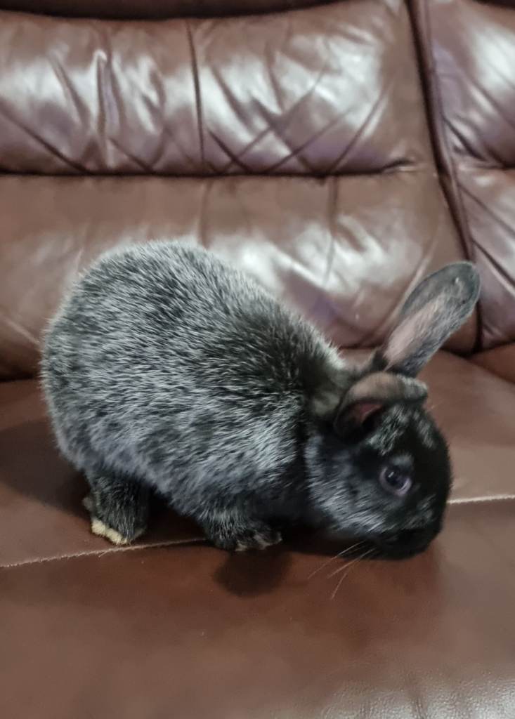 California-Mini loop 