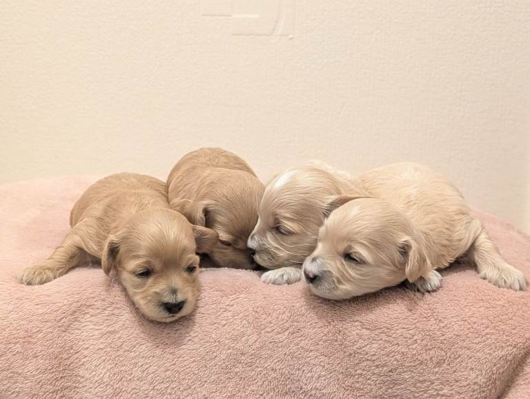 F1 Apricot & Cream Maltipoo Puppies