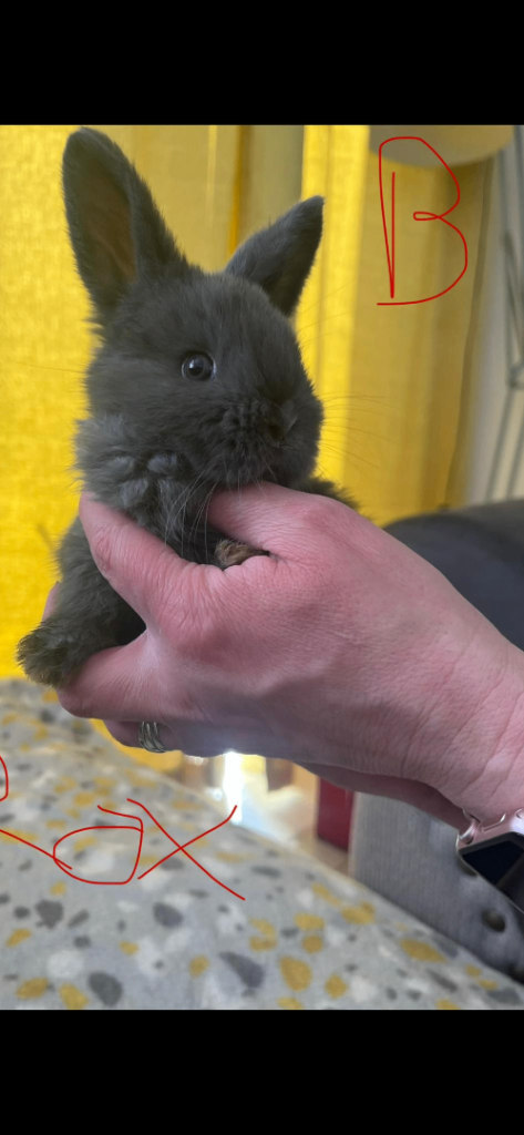 Netherland dwarf x mini lop babies ready now