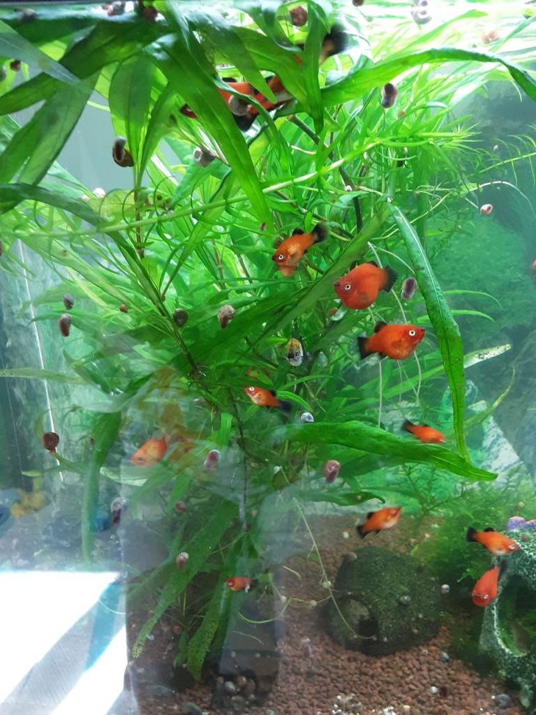 Platy fish for sale 