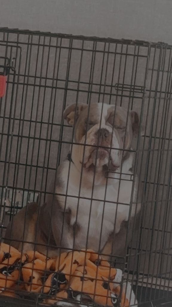 English bulldog 