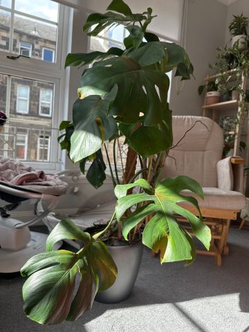 monstera with lechuza self watering pot | in Newington, Edinburgh | Gumtree