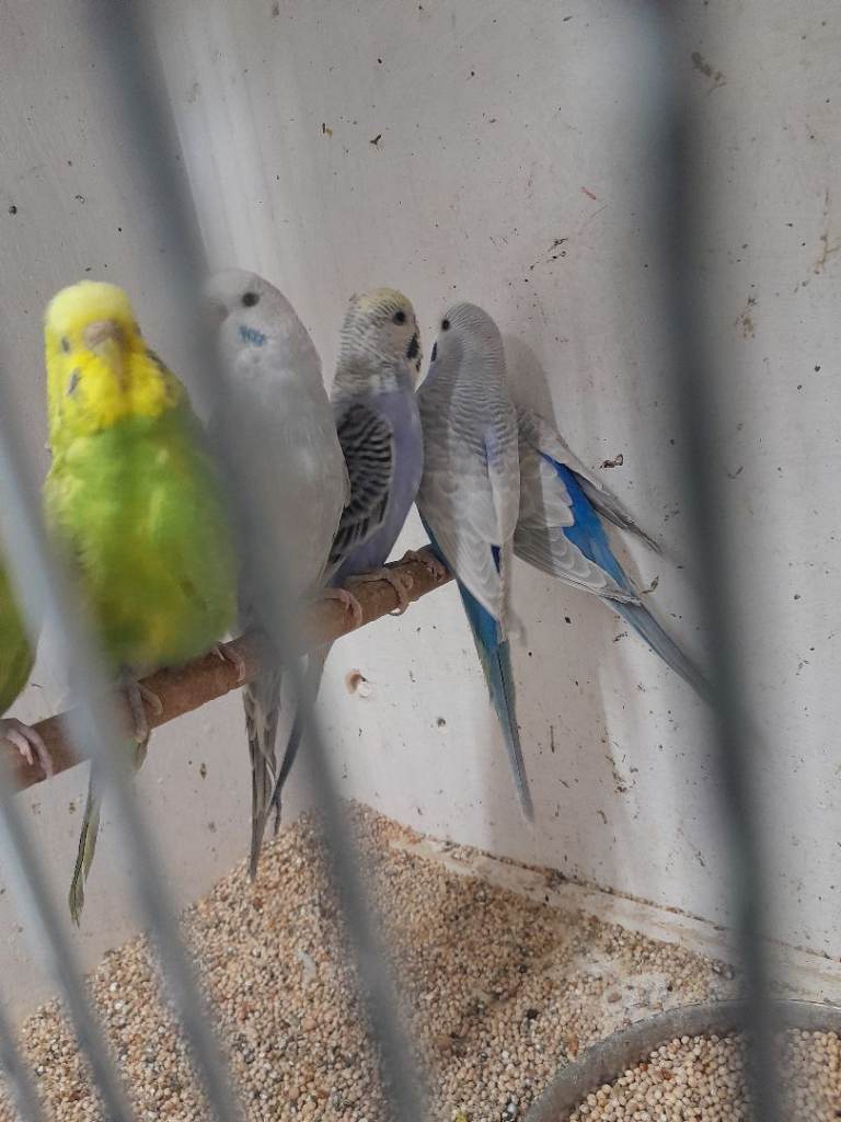 Budgies 