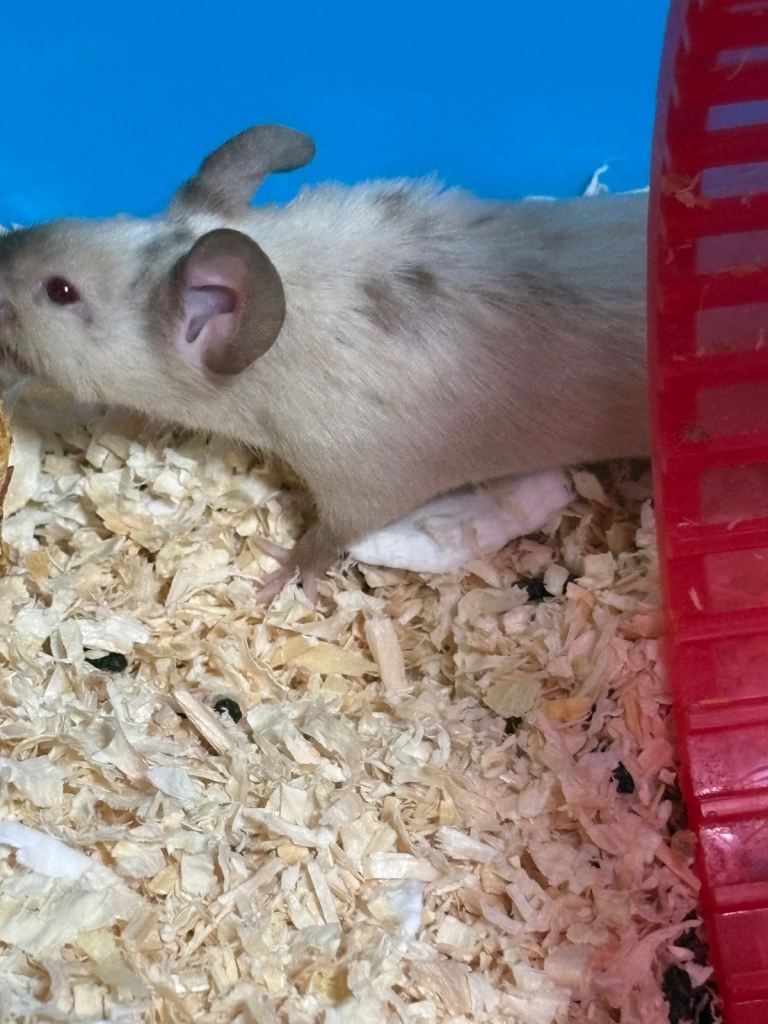 Beautiful mouse needing a new home 