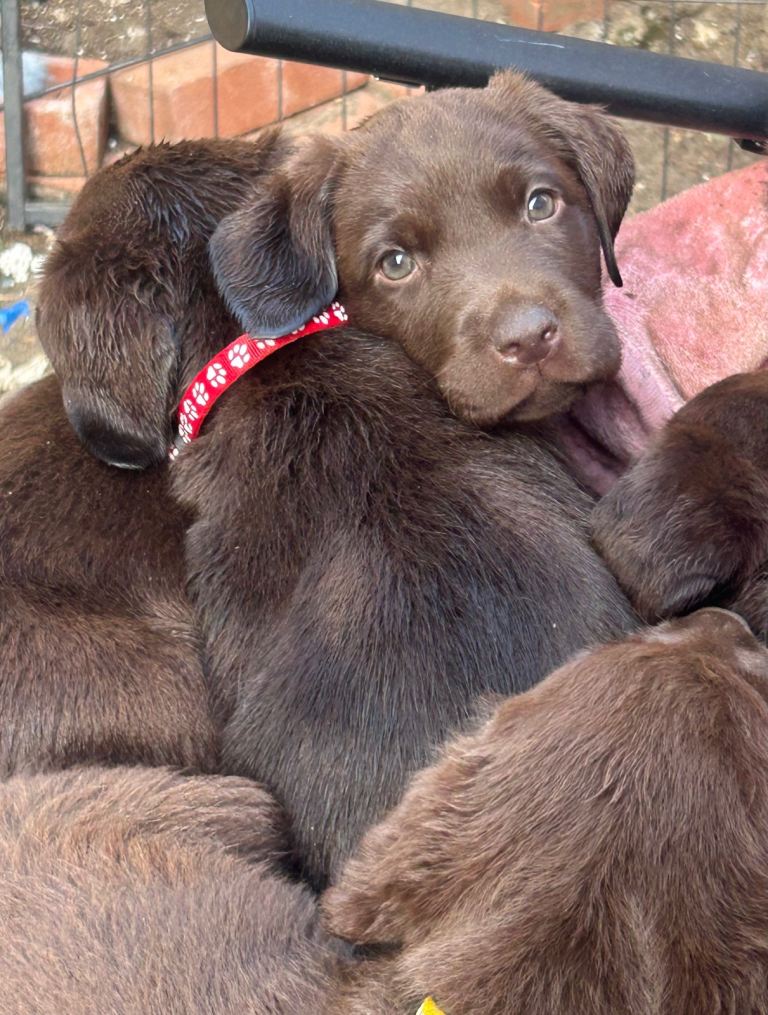 Beautiful KC Chocolate Labs (2 Males)