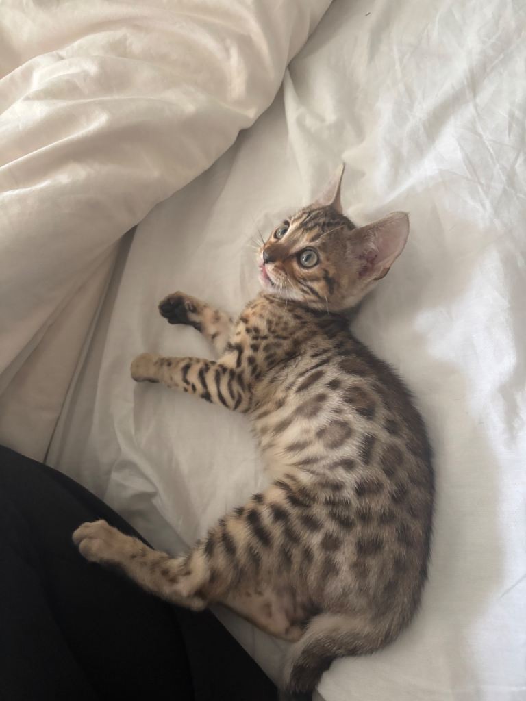 Pure bred Bengal kittens!