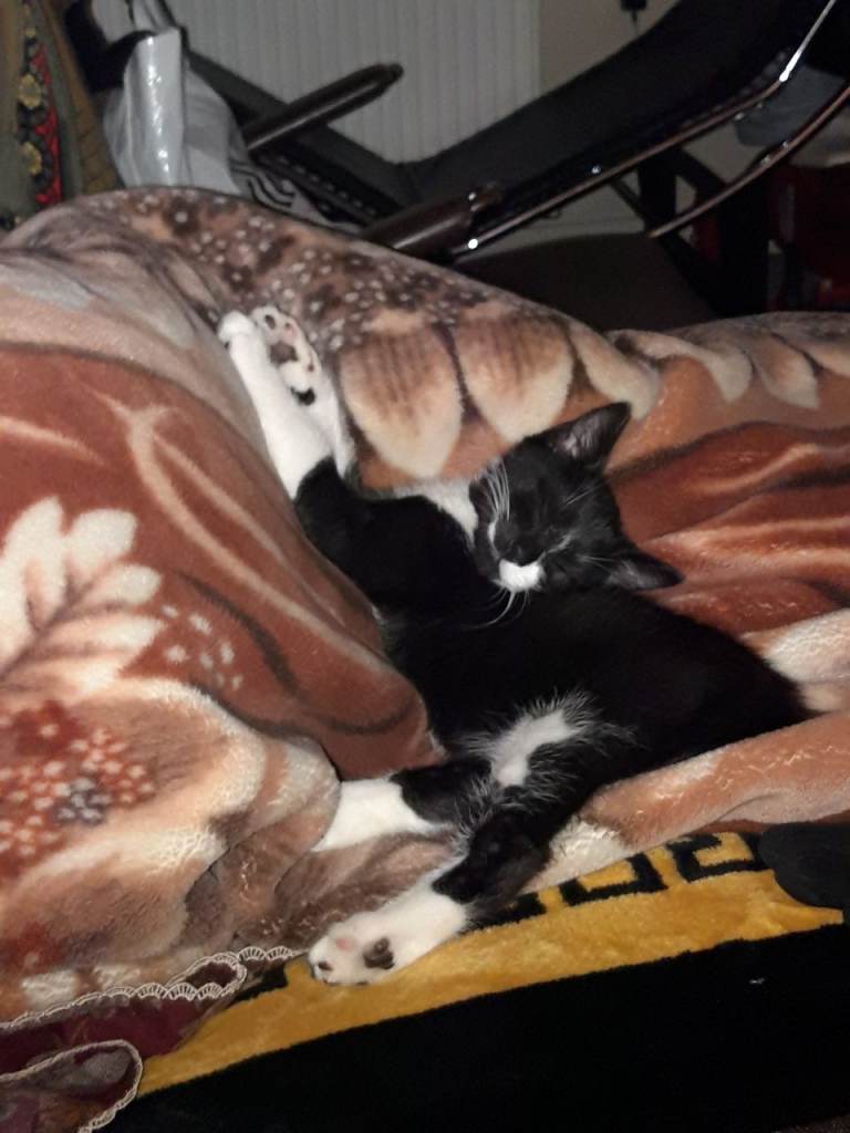 British Short hair Tabby 