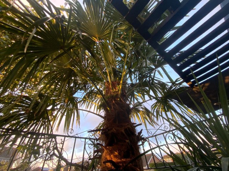 Trachycarpus fortunei Windmill Palm Tree -  approx 4m high trunk girth ca 85cm mature +  healthy 