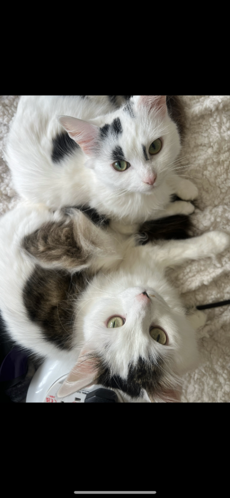 Mom and daughter cat looking for forever homes ❤️