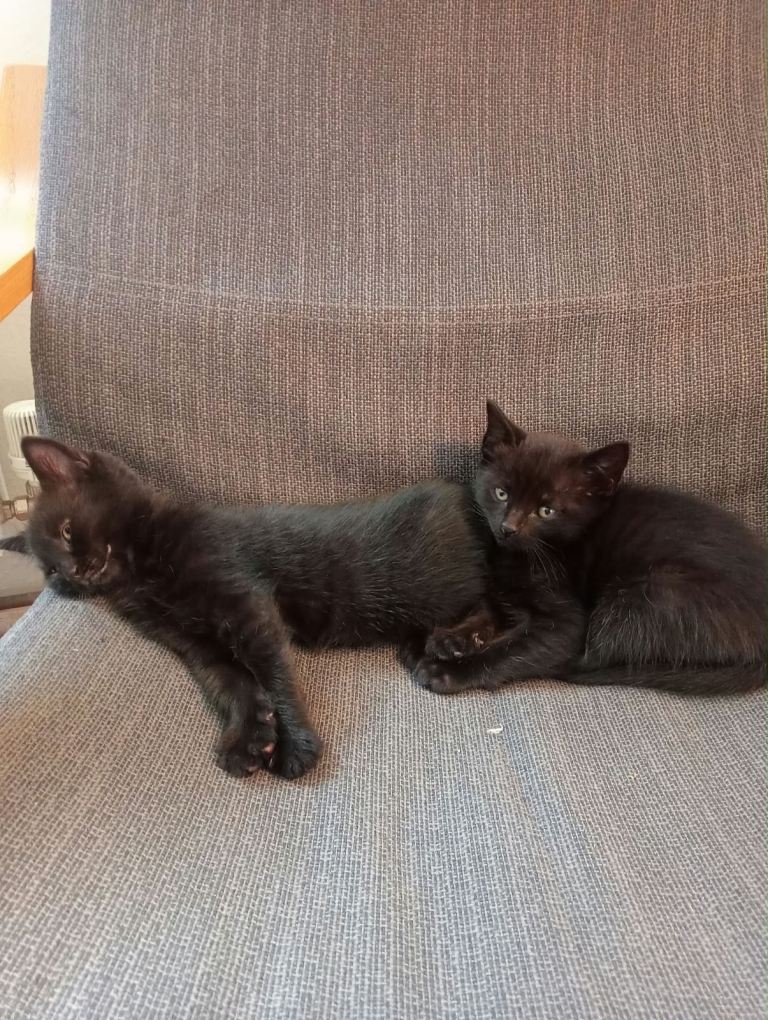 kitten